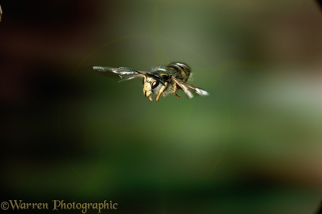 Tree wasp (Vespula sylvestris) worker flying