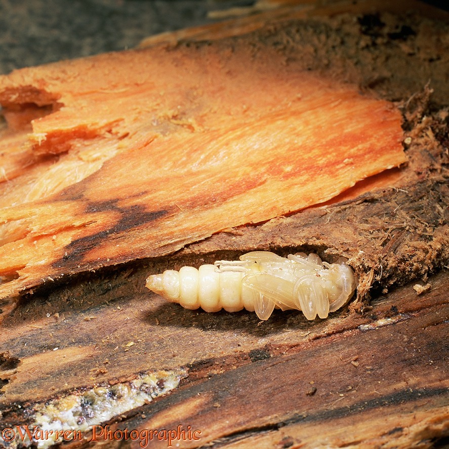 Wood-boring / Longhorn beetle (Rhagium mordax) pupa in tunnel in dead wood