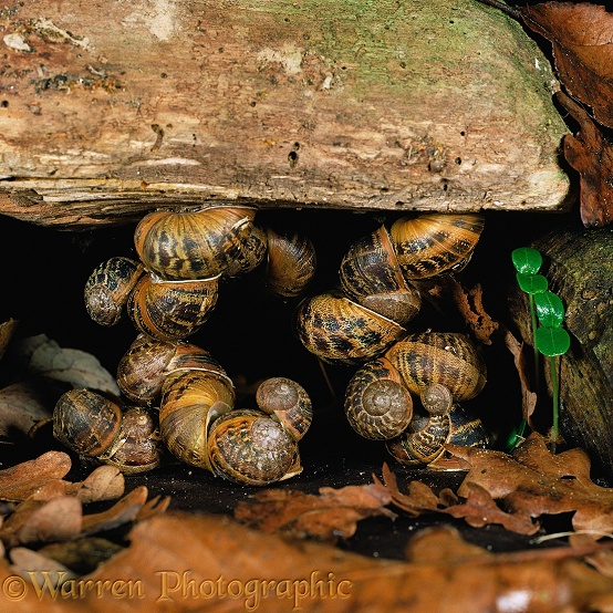 Garden Snails (Helix aspersa) clustered for winter hibernation in hibernaculum