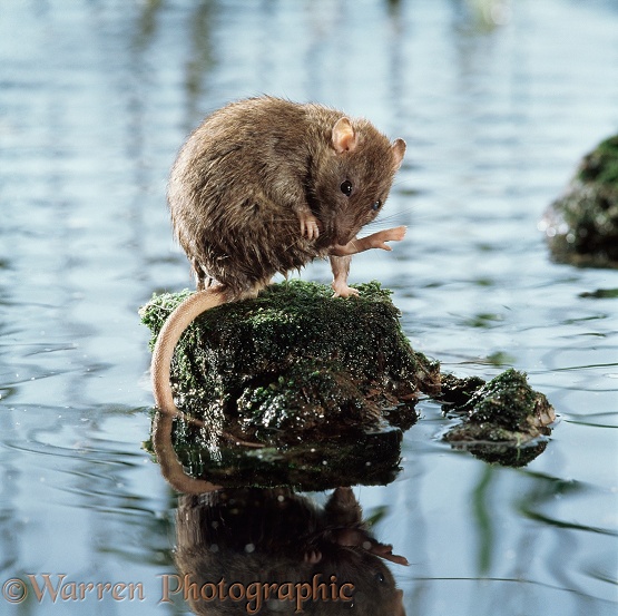Brown rat (Rattus norvegicus) grooming on rock surrounded by water
