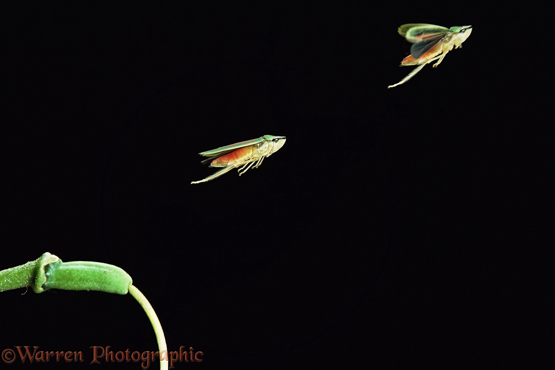 Red banded leaf hopper (Graphocephala coccinea) jumping,  double exposure. Captive, UK
