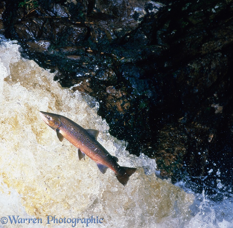 Atlantic salmon (Salmo salar) leaping upstream in river.  Scotland