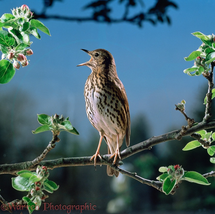 Male Song Thrush (Turdus philomelos) singing