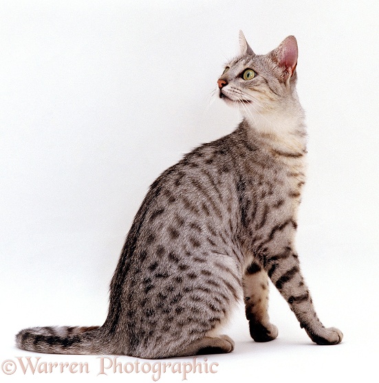 Silver Egyptian mau female cat, Holly, looking backwards, white background