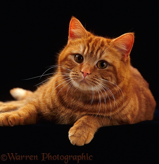 British Shorthair Red female cat, Glenda, (Highlander x Lucky)