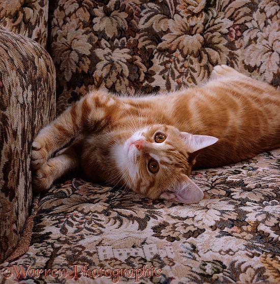 Young ginger cat, Sparky, stretching in armchair
