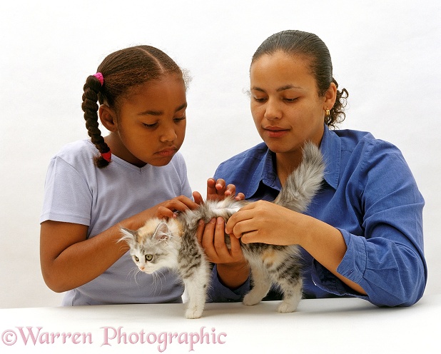 Lady showing her daughter how to check for fleas by parting the fur of her fluffy Silver-tortoiseshell kitten, white background