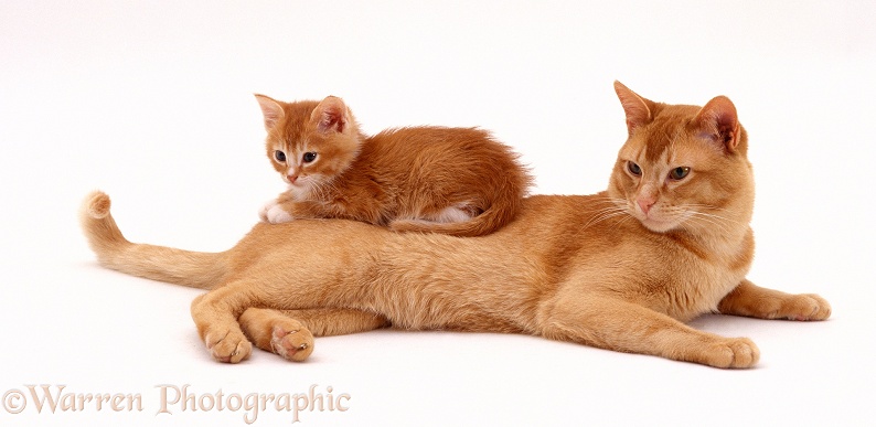 Red Burmese cat, Ozzie, and his red female kitten, 7 weeks old, white background