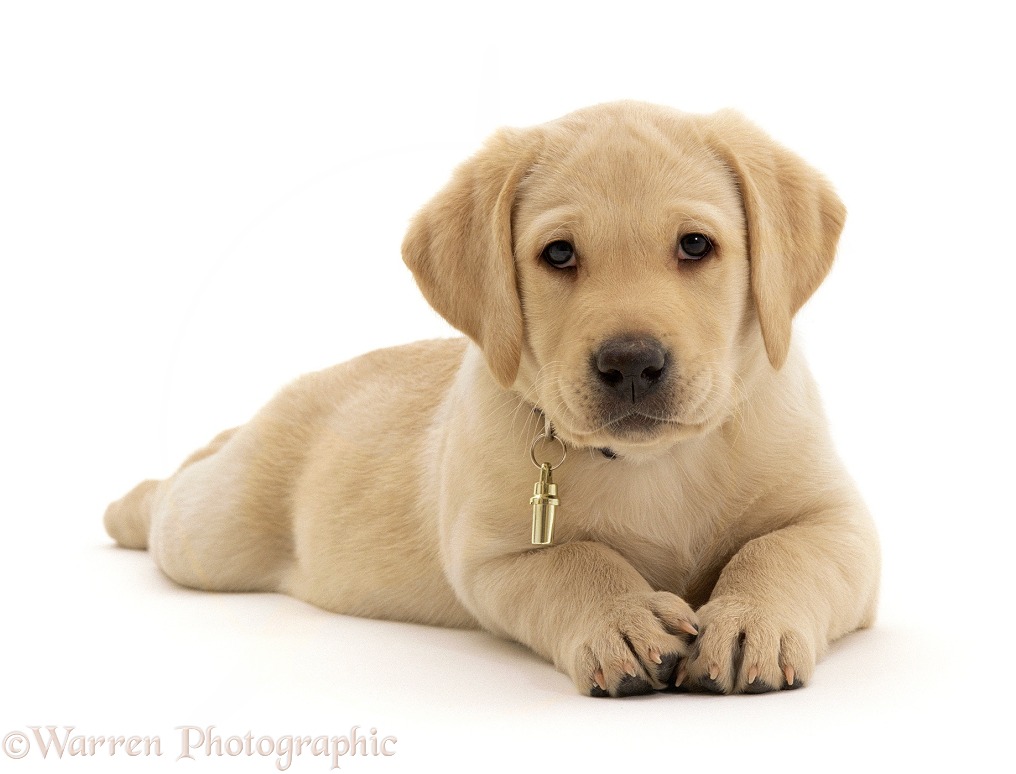 Yellow Labrador Retriever puppy, 8 weeks old, wearing collar with identification tube, white background