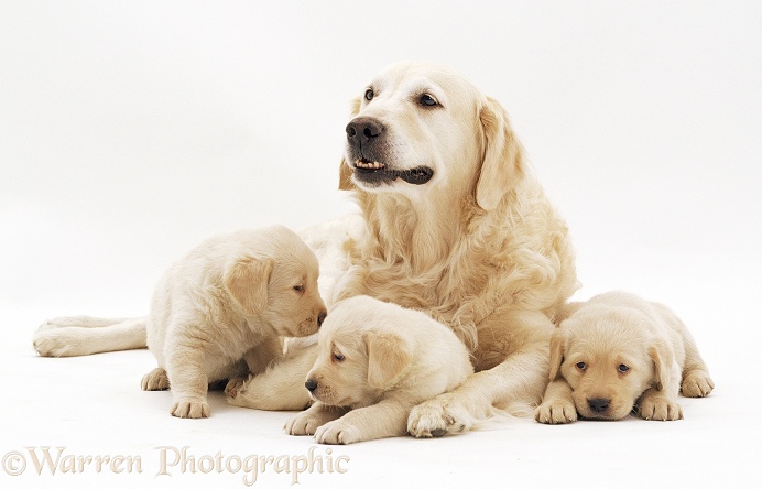 Yellow Labrador Retriever bitch with three young puppies, white background