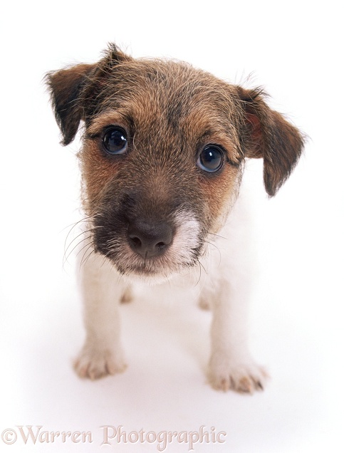 Jack Russell Terrier puppy, white background