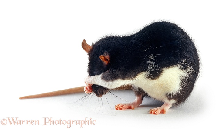 White bellied black Rat (Rattus sp) hiding head in shame, white background