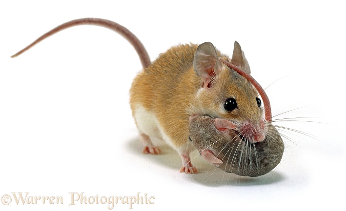 Arabian Spiny Mouse (Acomys dimidiatus) mother carrying her baby, 3 days old, white background