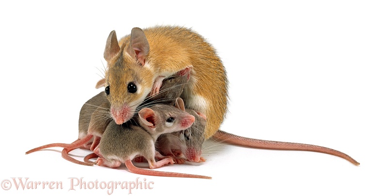 Arabian Spiny Mouse (Acomys dimidiatus) mother suckling her babies, 1 day old, white background