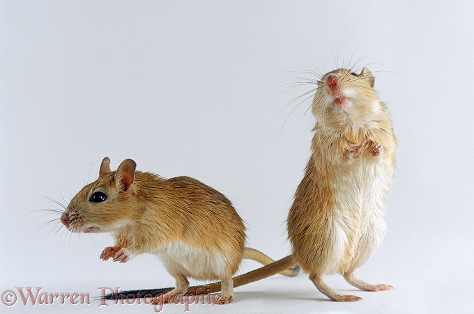 Pair of Shaw's Jirds / Gerbils (Meriones shawi) standing on their hind legs.  North Africa, white background