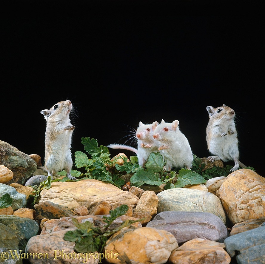 Mongolian Gerbils (Meriones unguiculatus), two albino, standing on their hind legs on rocks