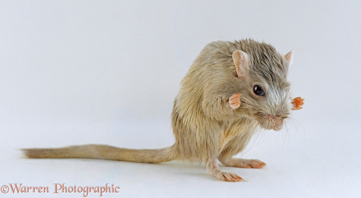 Female Lilac Mongolian Gerbil (Meriones unguiculatus) washing her face, white background