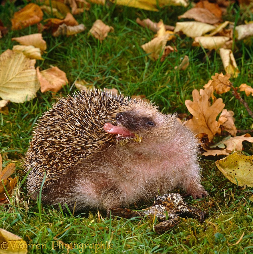 European Hedgehog (Erinaceus europaeus) self anointing after chewing a dead toad