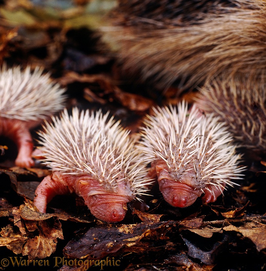 Young European Hedgehogs (Erinaceus europaeus), 2 days old
