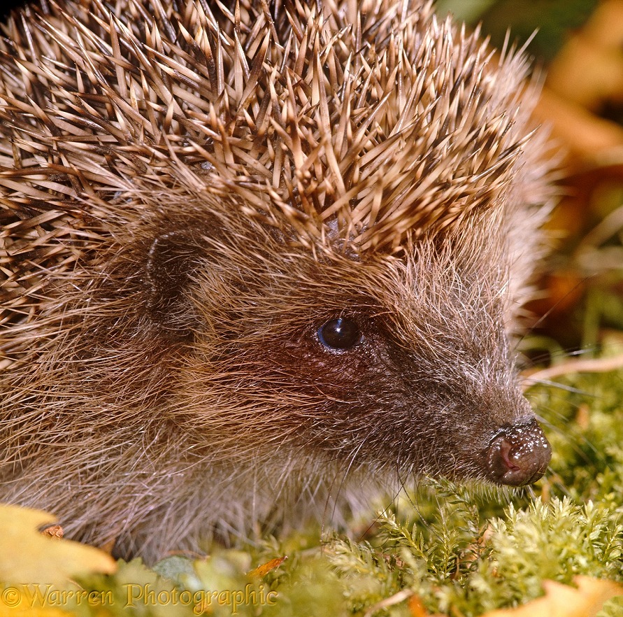Portrait of European Hedgehog (Erinaceus europaeus)