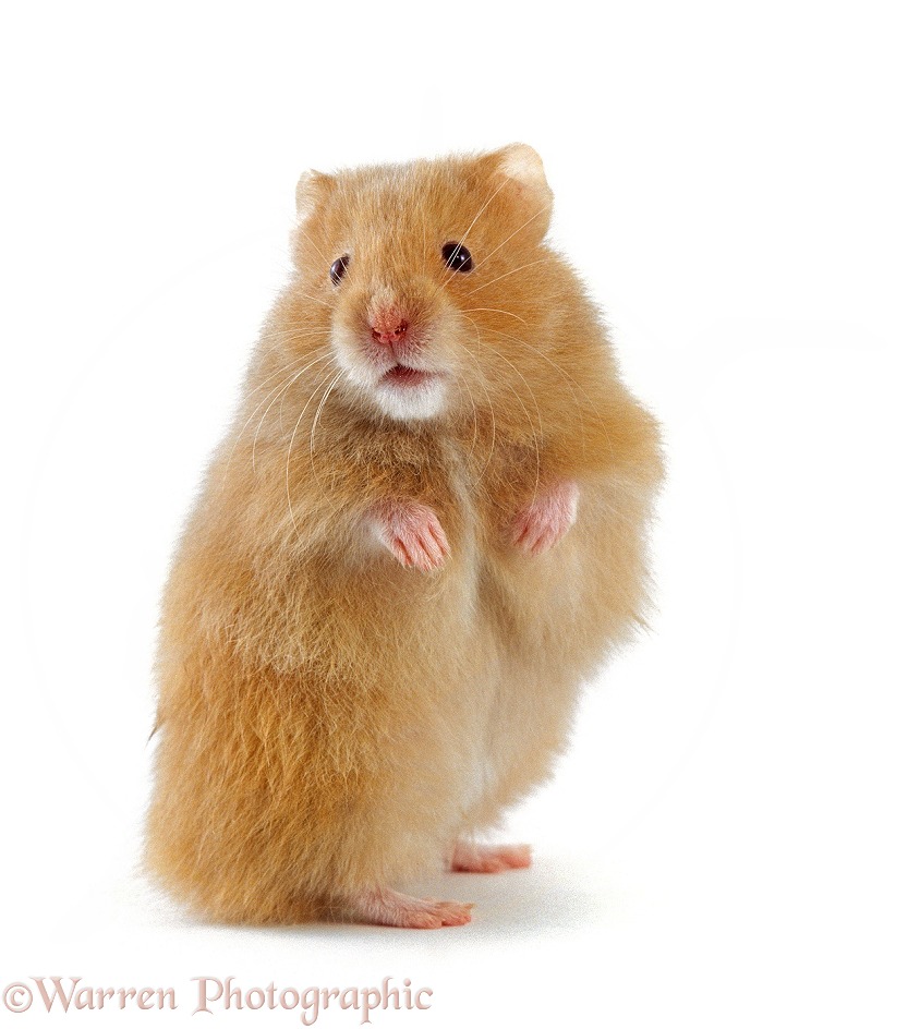 Golden Hamster (Mesocricetus auratus) standing on hind legs, white background