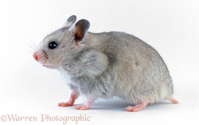 Profile of a Grey Syrian Hamster (Mesocricetus auratus), white background