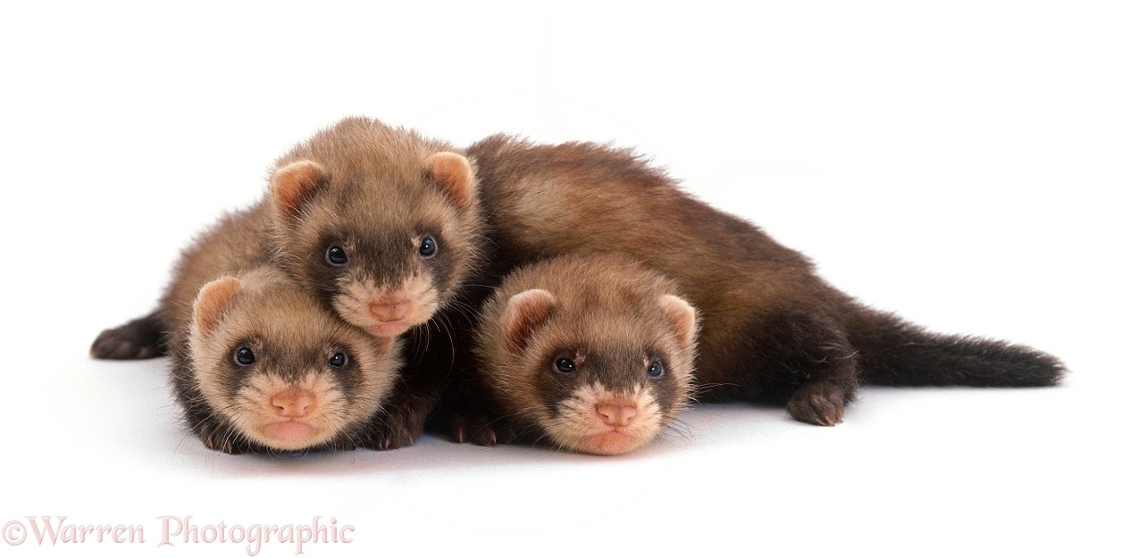 Three young domestic Ferrets (Mustela putorius furo), 4 weeks old, lying next to each other, white background