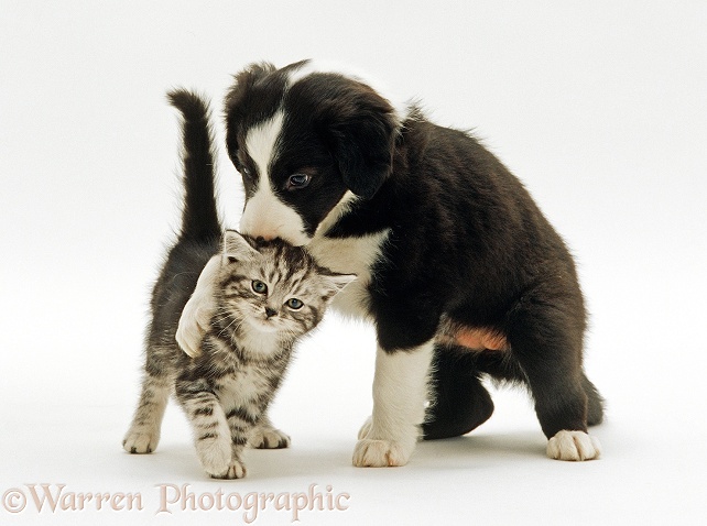 Border Collie puppy with paw around silver tabby kitten while sniffing him, white background