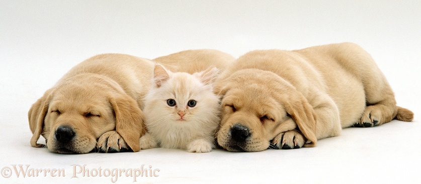 Fluffy cream kitten lying between two sleeping Yellow Labrador Retriever puppies. All 7 weeks old, white background