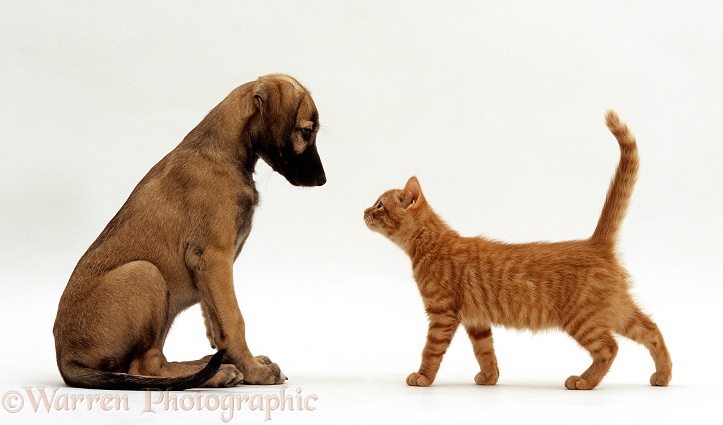 Red spotted kitten walking towards sitting blue-fawn Saluki Lurcher puppy, both 10 weeks old, white background