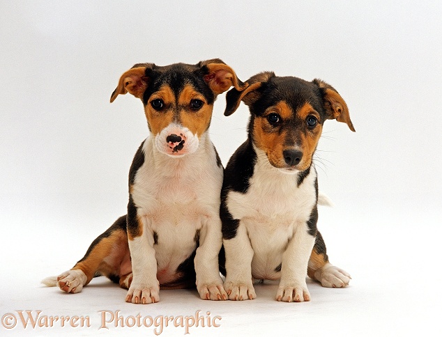 Two Jack Russell Terrier x Collie puppies sitting together, white background