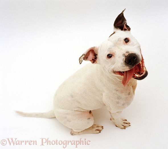 Staffordshire Bull Terrier bitch, 2 years old, sitting and looking up with tongue hanging out of her mouth, white background