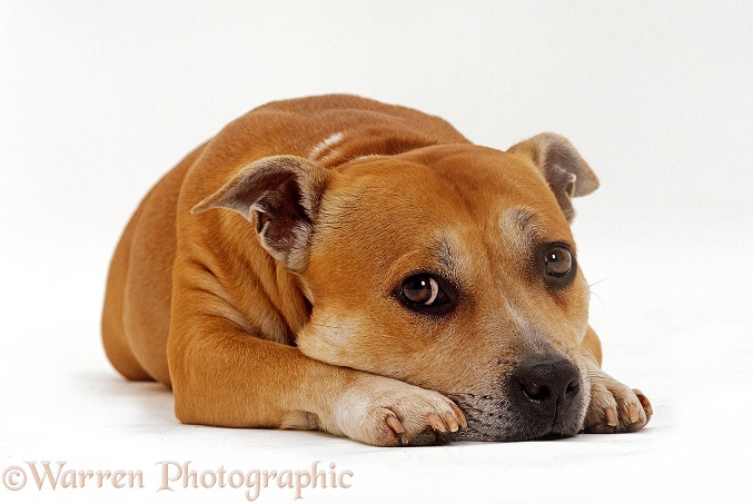 Red Staffordshire Bull Terrier bitch, Tess, 3 years old, lying with her chin on the floor and looking sad, white background