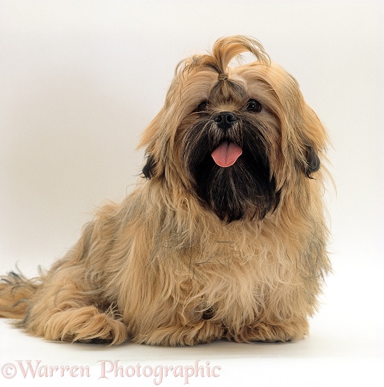 Shi Tzu bitch with hair tied up, white background