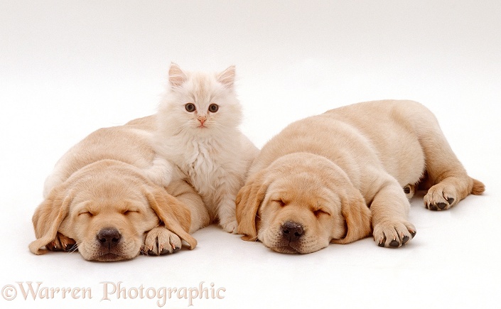 Fluffy cream kitten sitting between two sleeping Yellow Labrador Retriever puppies, 7 weeks old, white background