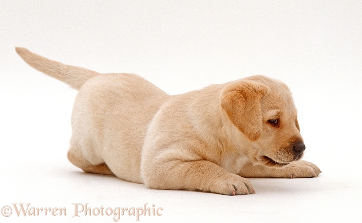 Yellow Labrador Retriever puppy, 6 weeks old, pouncing, white background