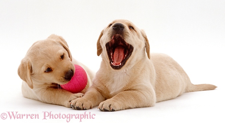 Two Yellow Labrador Retriever puppies, 6 weeks old, one playing with a ball watching the other yawning, white background