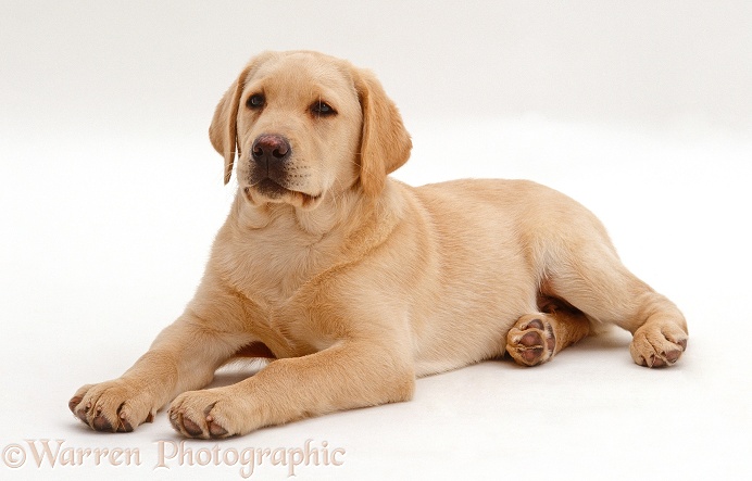 Yellow Labrador Retriever puppy, 12 weeks old, lying down with head up, white background