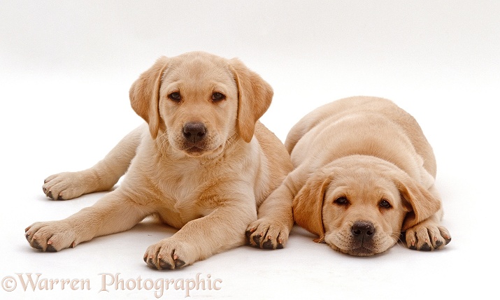 Two Yellow Labrador Retriever puppies, 9 weeks old, lying side by side, white background