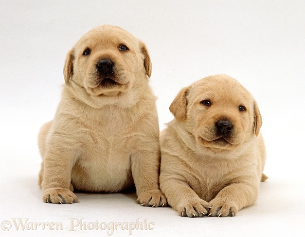 Two Yellow Labrador Retriever puppies, 3 weeks old, side by side, white background
