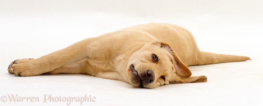 Yellow Labrador Retriever puppy, 12 weeks old, lying on its side, white background