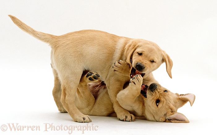 Two Yellow Labrador Retriever puppies, 9 weeks old, play-fighting, white background