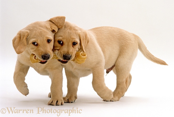 Two Yellow Labrador Retriever puppies, 7 weeks old, walking and carrying a rawhide chew, white background