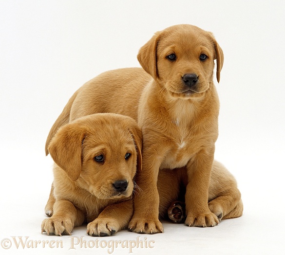 Two Yellow Labrador Retriever puppies, 6 weeks old, one standing over the other, white background
