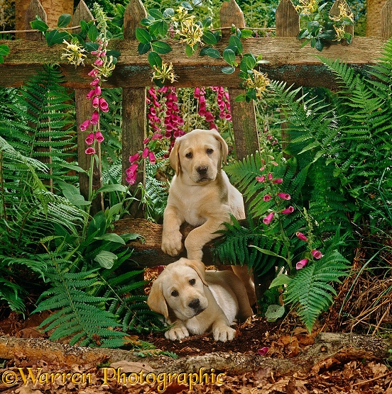 Two Yellow Labrador Retriever puppies, 7 weeks old, playing through a gap in the fence, among foxgloves