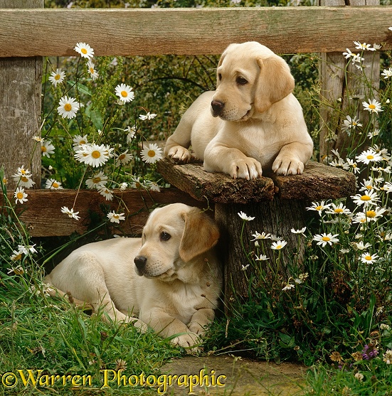 Two Yellow Labrador puppies, 9 weeks old, resting at a stile among daisies