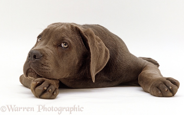 Blue Italian Mastiff, Merlin, 12 weeks old, with chin on paw, white background