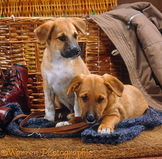 Two mongrel puppies, 8 weeks old, trying to look innocent after pulling clothes out of the basket