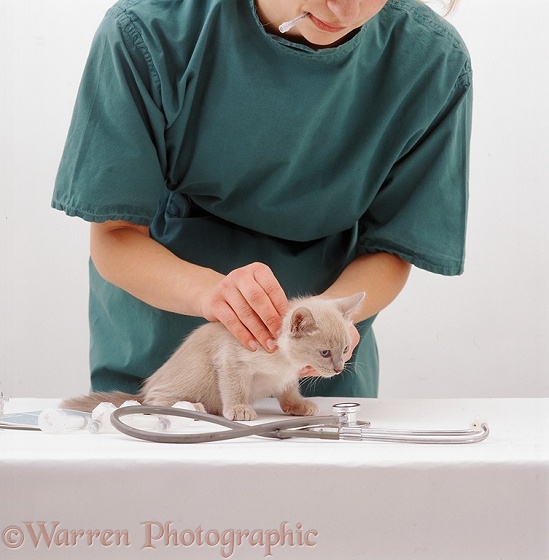Vet examining a Tonkinese kitten before its primary vaccination at 9 weeks old; feeling the neck glands, white background
