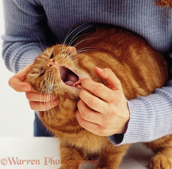 Examining mouth and tongue of Red Tabby female cat, Glenda, white background
